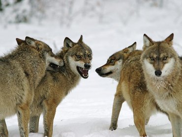 В Якутии введено чрезвычайное положение из-за нападения волков