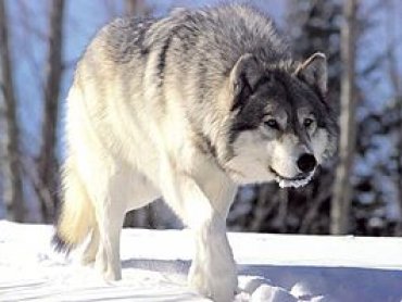 Генетики предложили новую версию происхождения волков от собак