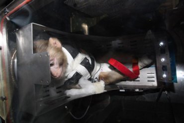 Иран запустил в космос обезьяну