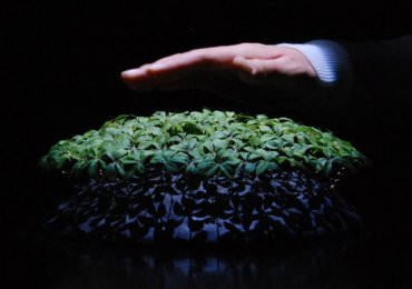 Учёные создают растения-киборги