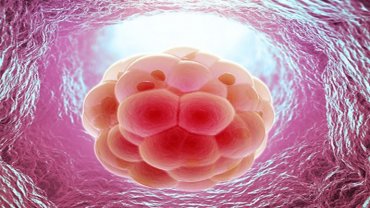 В Великобритании могут разрешить редактировать геном человеческих эмбрионов