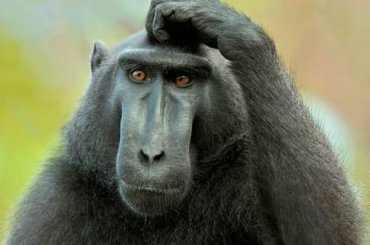 Ученые обнаружили говорящих обезьян