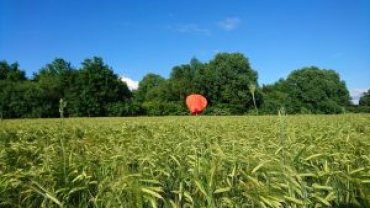 Украина может стать основным поставщиком пшеницы в Индию