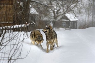 В российских деревнях гуляют бешеные волки