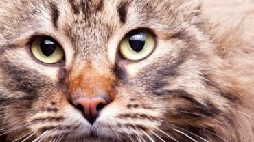 Почему кошки живут сами по себе, а не в стае?