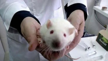 Японские ученые при помощи стволовых клеток вырастили межвидовой орган