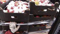Под Москвой в «неравной битве» с бульдозером «пало» 60 тонн польских яблок