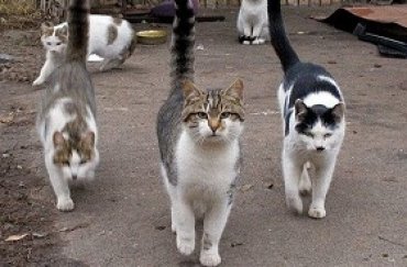 В Ровно признают котов частью экосистемы города