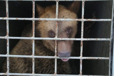 В центре Москвы медведь отобрал у мальчика бутерброд с сыром