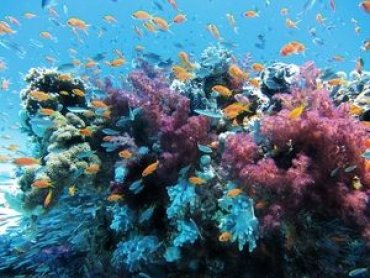 Ученые: треть коралловых рифов завалены пластиком