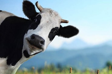 Билл Гейтс инвестировал 40 млн фунтов в «идеальную корову»