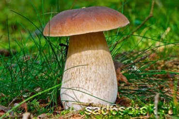 Ученые выяснили, какие грибы замедляют старение