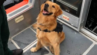 В США обнюхивая одного из пассажира круизного рейса служебный пёс был госпитализирован с наркотической передозировкой