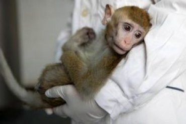 В Китае появились на свет пять клонированных приматов