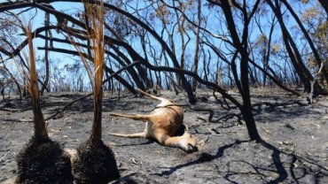 В Австралии от пожаров погибло почти полмиллиарда животных