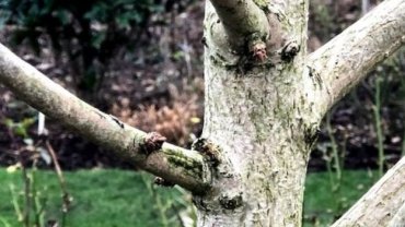 Ученые разгадали секрет «тысячелетнего дерева»
