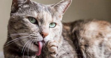Американские ученые узнали, что кошки едят человечину