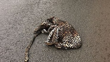 Водитель принял брошенную на шоссе в Йоркшире накидку за раненого леопарда