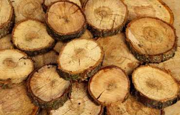 Ученые научились выращивать древесину в пробирке