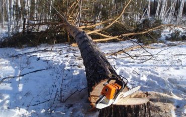 На Тернопольщине дерево убило опытного лесоруба