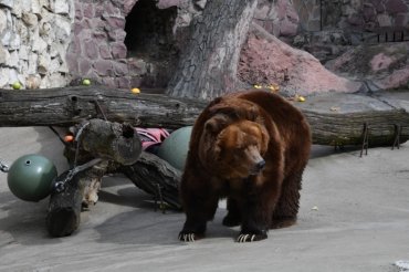 В Ташкенте мать бросила свою 3-летнюю дочь в вольер к медведю. Видео