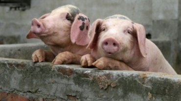 В Крыму сегодня убьют 6 тысяч свиней