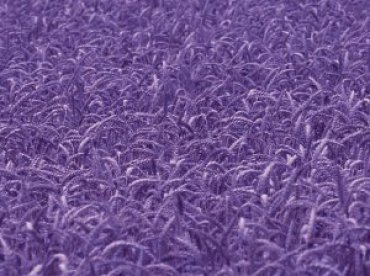 В Сибири вырастили фиолетовую пшеницу