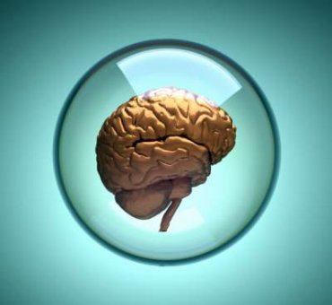 Американские биоинженеры вырастили человеческий мини-мозг