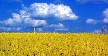 Евросоюз выбрал квоту по украинской пшенице уже на 67%