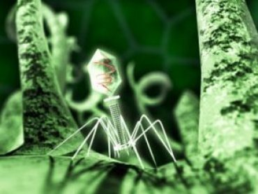 Бактериофаги – ключ к разгадке тайны эволюции?