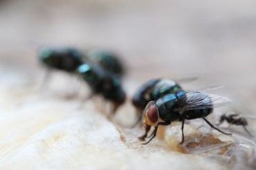 Учеными была выявлена неожиданная опасность от мух