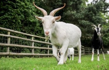 Ученые доказали, что козы узнают голоса «друзей»