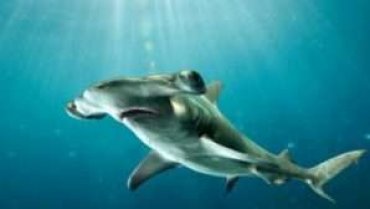Ученые: открыт уникальный вид акул