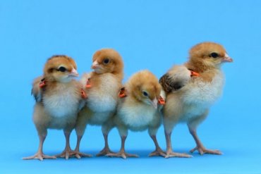 В Великобритании вывели цыплят с отредактированным геномом