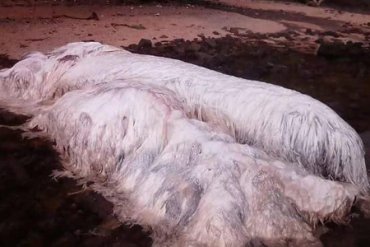 На филиппинский берег выбросило гигантского волосатого кита