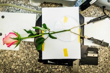 Ученые создали растение-киборга