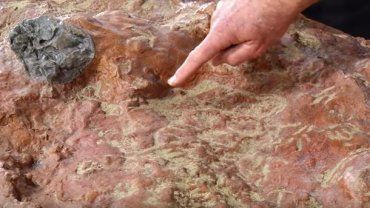 Более 70 следов динозавров: около космического центра NASA обнаружили необычную находку