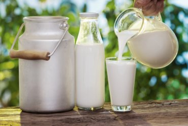 Украинские фермеры сдают молоко в полтора раза дешевле, чем в России