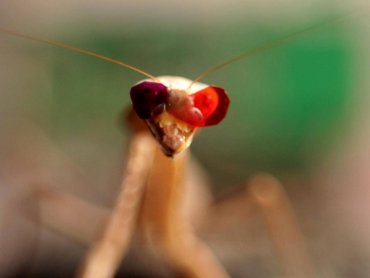 Ученые разработали крошечные 3D-очки для насекомых, чтобы понять, как они видят мир