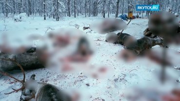 Российские браконьеры уничтожили целое стадо оленей