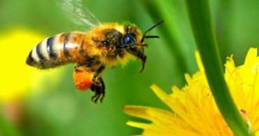 Карпатские пчелы отправятся спасать Канаду