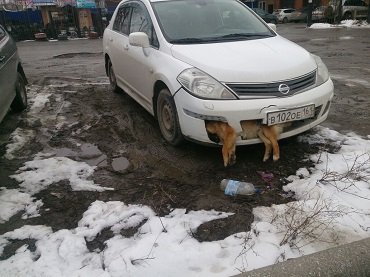 Россиянин несколько дней ездит по городу со сбитой собакой в бампере