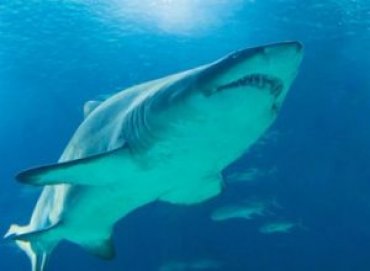 Австралийские ученые разрабатывают бронежилет для защиты от акул
