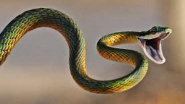 Ученым стало известно как змеи лишились конечностей