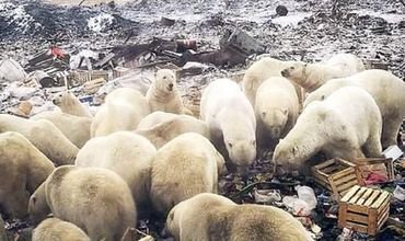 На Россию напали белые медведи