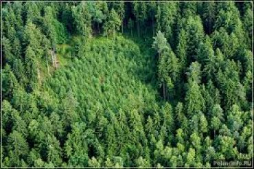 Украина попала в ТОП-10 европейских стран по лесистости