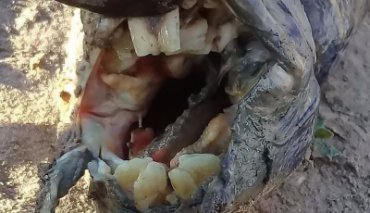 В Аргентине засняли странное зубастое существо