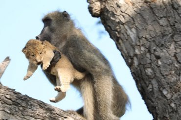 В ЮАР бабуин утащил львенка, чтобы с ним поиграться