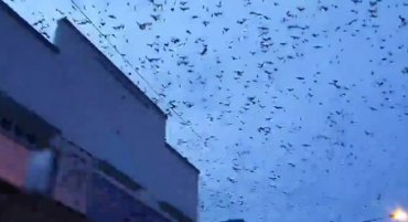 Город в Австралии подвергся нашествию летучих мышей