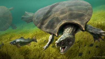 В Южной Америке нашли окаменелости черепахи размером с автомобиль
